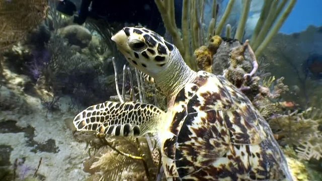 Turtle swims together surrounded by people in undewater sea and ocean life on background of marine wildlife on Cuba. Concept peaceful relations, friendship between underwater animals and people.