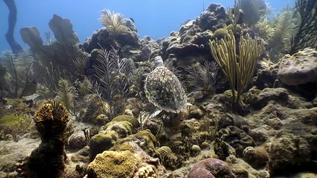 Turtle swims together surrounded by people in undewater sea and ocean life on background of marine wildlife on Cuba. Concept peaceful relations, friendship between underwater animals and people.