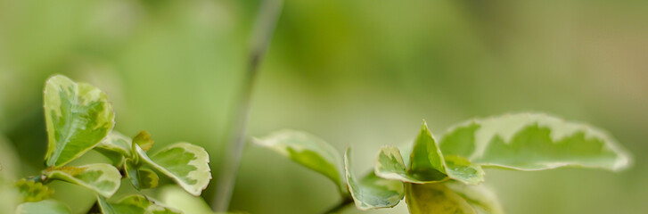 Natural banner, green leaves in the garden.