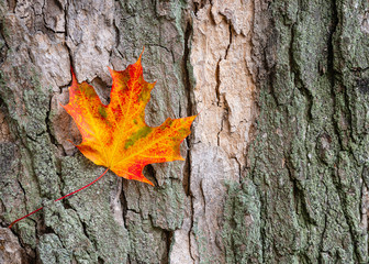 Colorful autumn maple leaf against tree bark