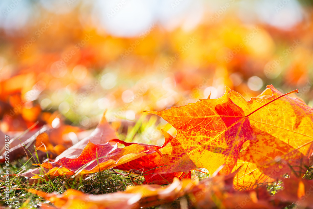 Wall mural closeup of bright and colorful autumn maple tree leaves on the ground. fall nature background with c