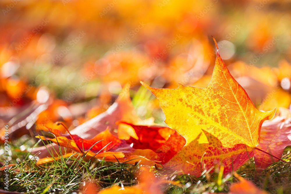 Wall mural closeup of bright and colorful autumn maple tree leaves on the ground. fall nature background with c