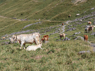 Cow herd with white and brown cows and calves on meadow. A hiking trail leads through the herd. Hikers are visible behind the herd. Swiss Alps.