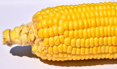 Yellow corn Putting on a white background