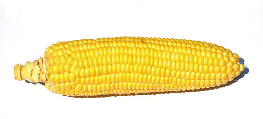 Yellow corn Putting on a white background