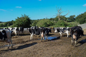 Vaches olstein à la ferme