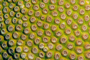 Sipadan coral reef with corals and fish, Borneo
