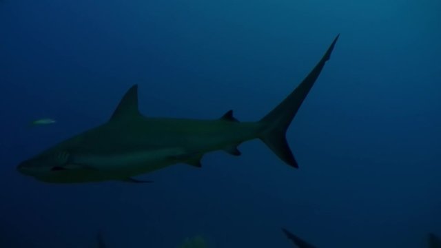 Gray sharks in underwater Caribbean Sea and animal predator in marine life in tropical wildlife of aquatic exotic ecosystem of ocean Cuba.