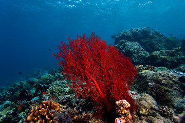 Plakat Sipadan coral reef with corals and fish, Borneo