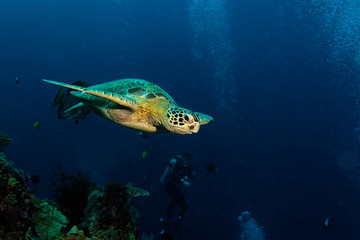 Fototapeta na wymiar Sea turtle resting on the sea bottom, Sipadan, Borneo