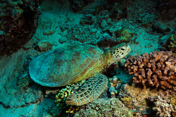 Obraz na płótnie Canvas Sea turtle resting from the Sipadan coral reef, Borneo