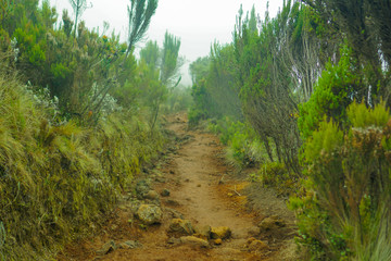 Fototapeta na wymiar Forests are viewed from high have many fog Kilimanjaro Mountain