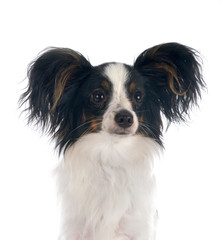 papillon dog in studio