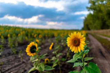 A bright yellow sunflower flower grows by the roadside along the field against a cloudy sky at sunset.