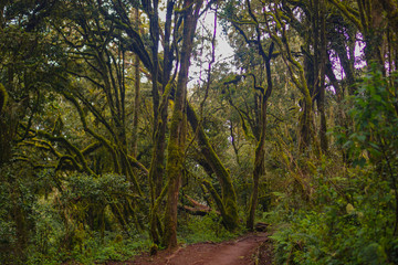 Forests are viewed from high have many fog Kilimanjaro Mountain