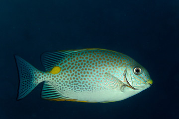 Fish from the coral reef in Sipadan, Borneo