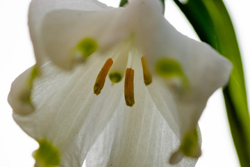 Märzenbecher Frühling © Gerold