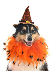 shetland sheepdog in studio