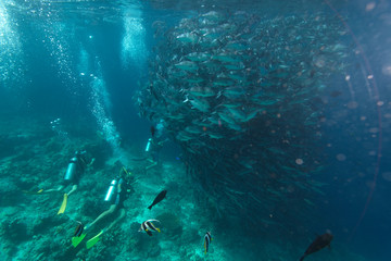 Fototapeta na wymiar shoal of jackfish in Sipadan coral reef, Borneo