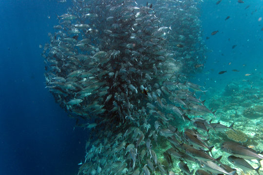 shoal of jackfish in Sipadan coral reef, Borneo