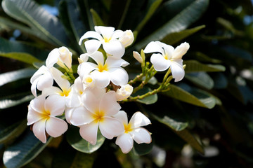 Fototapeta premium Frangipani