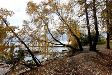 Yellow trees by the water