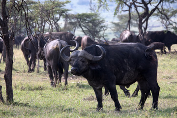Naklejka na ściany i meble A lone African buffalo or Cape buffalo (Syncerus caffer) in Tanzania. 