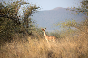Naklejka premium The gerenuk, also known as the giraffe gazelle. Here in Kenya.