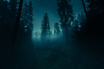 Blue moonlight through the spruce trees in dark magic mystery night foggy forest. Halloween backdrop.