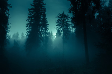 Blue moonlight through the spruce trees in dark magic mystery night foggy forest. Halloween...