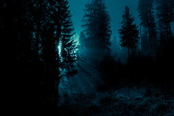 Blue moonlight rays through foggy spruce trees in dark magic mystery night forest. Halloween...