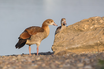 Juvenile egyptian geese next to a lake