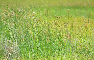 Wild grass in green nature background.