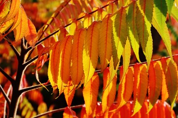 Essigbaum im bunten Herbstkleid