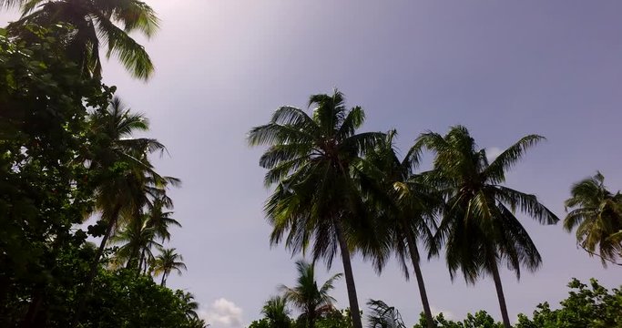 Leaves of the big palm trees wave by the wind, on a violet blue sky afternoon in Jamaica