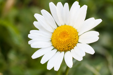 Fototapeta premium Bud of chamomile with blurred natural background