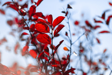 tree branch with red leaves