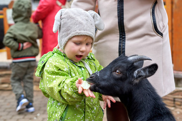A child of two or three years old feeds a black goat from the hands at the zoo