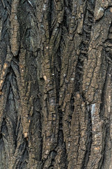 tree bark for background texture