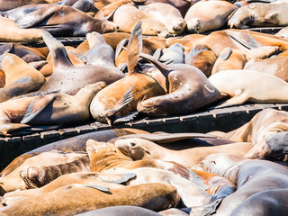 sea lions in Pier 39, San Francisco, USA