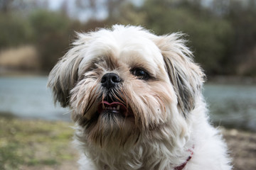 Small shih tzu dog close-up