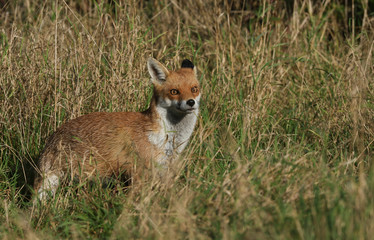 A beautiful wild Red Fox, Vulpes vulpes, hunting for food in the long grass.