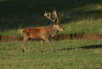 Naklejka na ściany i meble A magnificent Red Deer Stag, Cervus elaphus, walking across a field during rutting season. 