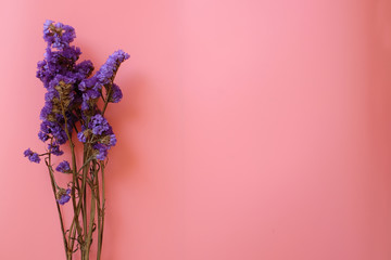 A branch of purple statice flower isolated on pink background with copy space for text.