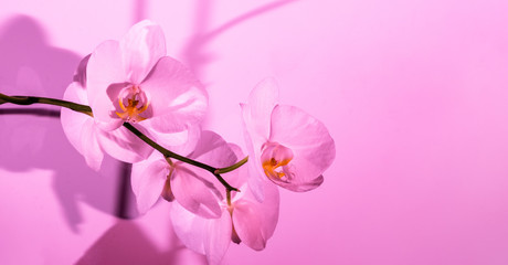Delicate white orchid on pink background in neon light close up. Backdrop for your design . Flowers concept.