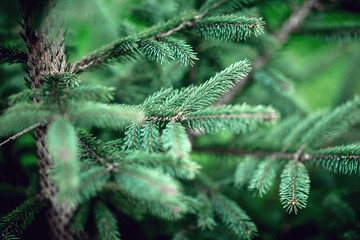green Christmas tree on holiday in the forest texture macro
