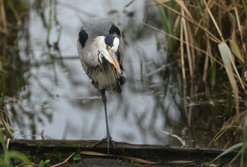 A pretty Grey Heron, Ardea cinerea, standing on one leg, on a log in the reeds, scratching its face.