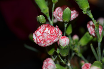 Belles fleurs rouge et blanche