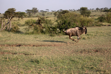 The wildebeest, also called the gnu, is an antelope.