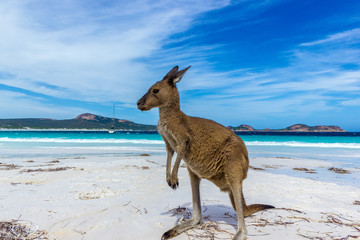 Wunderschönes Känguru in der Nähe eines Rucksacks am Lucky Bay Beach im Cape Le Grand National Park in der Nähe von Esperance, Australien
